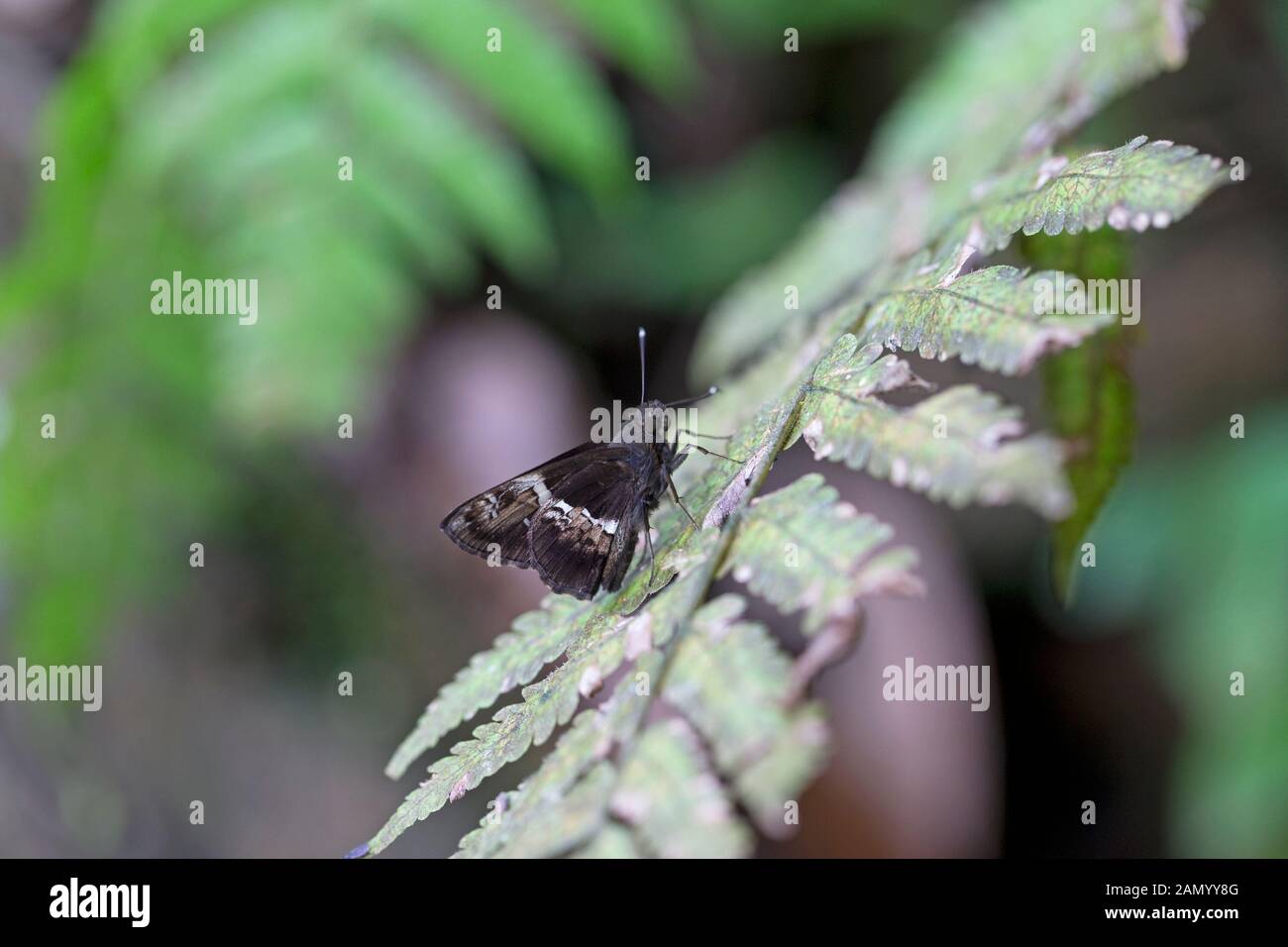Baum-Flitter (Hyarotis adrastus) Stockfoto