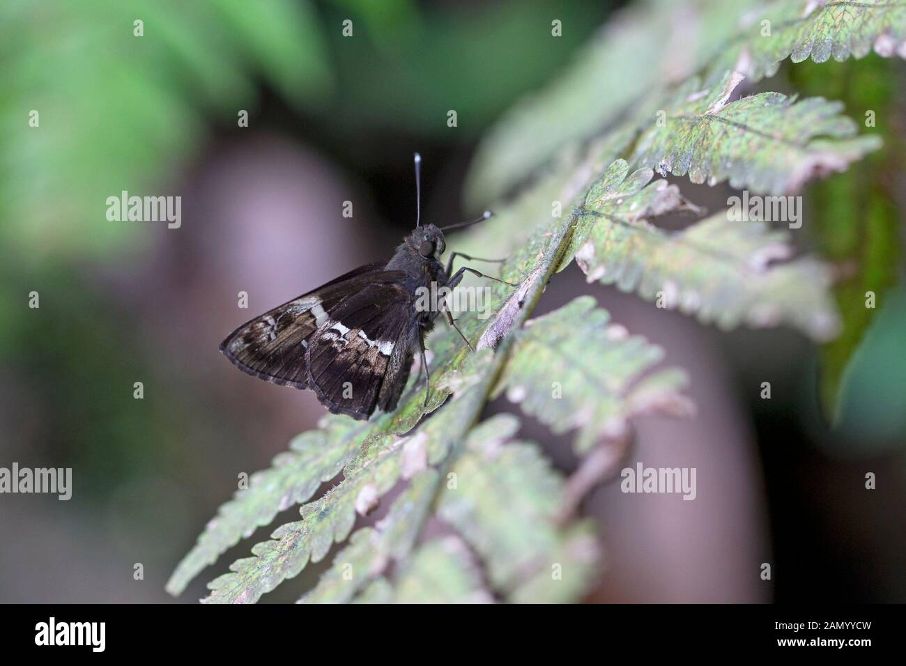 Baum-Flitter (Hyarotis adrastus) Stockfoto