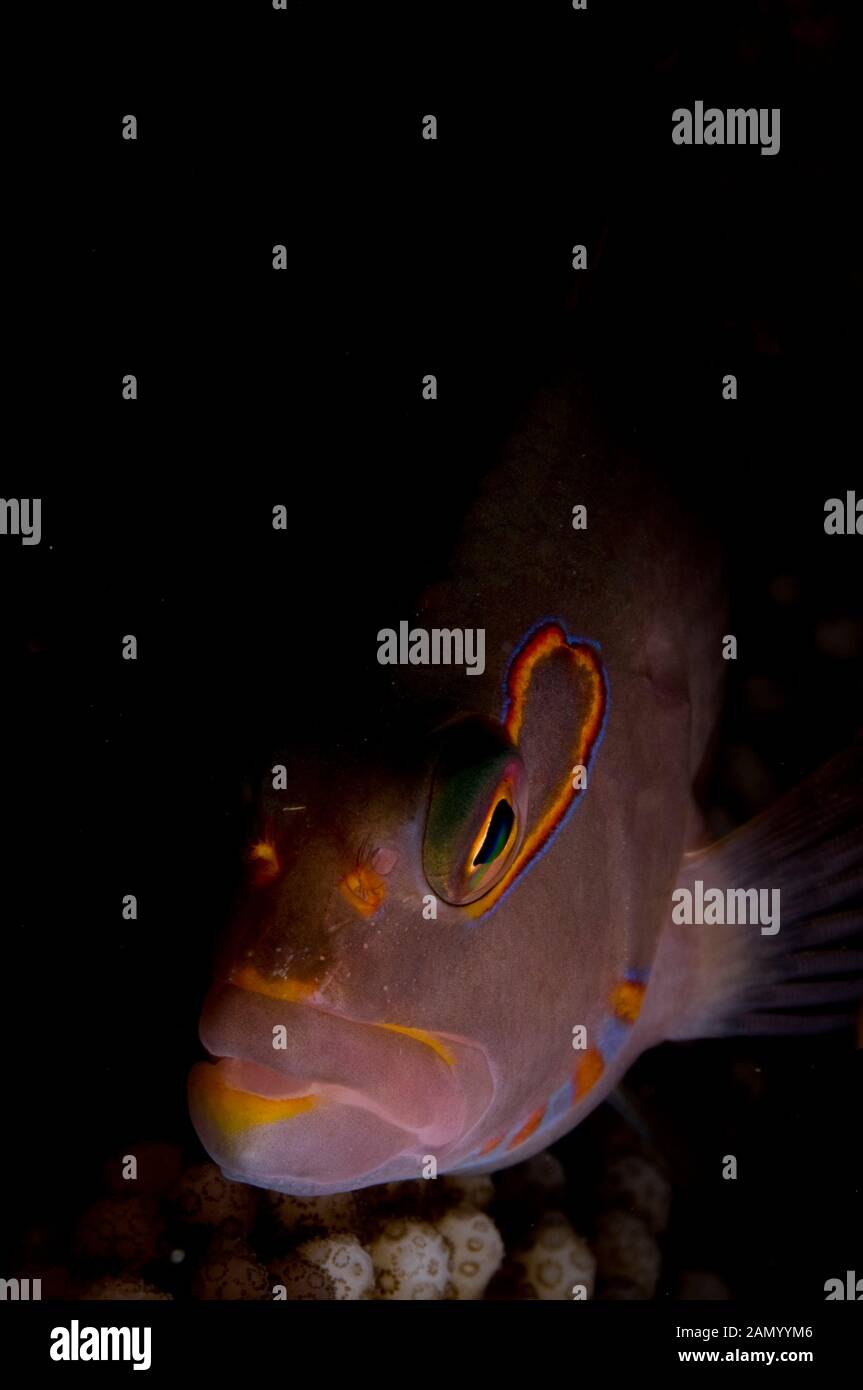 Ringeye Fischfreundschaften Paracirrhites arcatus, Flying Fish Cove Beach Dive Site, Christmas Island, Australien, Indischer Ozean Stockfoto