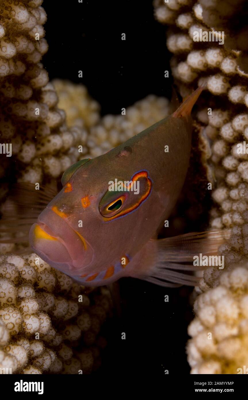 Ringeye Fischfreundschaften Paracirrhites arcatus, Flying Fish Cove Beach Dive Site, Christmas Island, Australien, Indischer Ozean Stockfoto