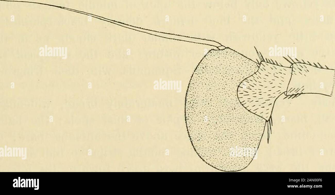 Diptera danica: Bisher in Dänemark vorkommende Fliegengattungen und -Arten bis fast 15 mm. C. Flockosa ist in Dänemark meiner Meinung nach etwas seltener als die toppredende Art und wurde bisher nur in Sealand, Ordrup Mose, Ermelund, Dyrehaven und Tyvekrog aufgenommen. Meine Daten sind25/5-^^/e. Es ocours in Holz und Dickicht, ich habe meine Speci-mens auf Blumen von Grataegus oxyacantha genommen. Geographische Verteilung: - Europa hinunter nach Italien; Richtung thenorth bis südsvveden, aber selten. 4. C. asilica Fall. Im Jahr 1816. Herbst. Dipt. Suec. Syrph. 22, 10 (Syrphus). - 1822. Meig. Syst.Beschr. III, 238, 14 ( Stockfoto