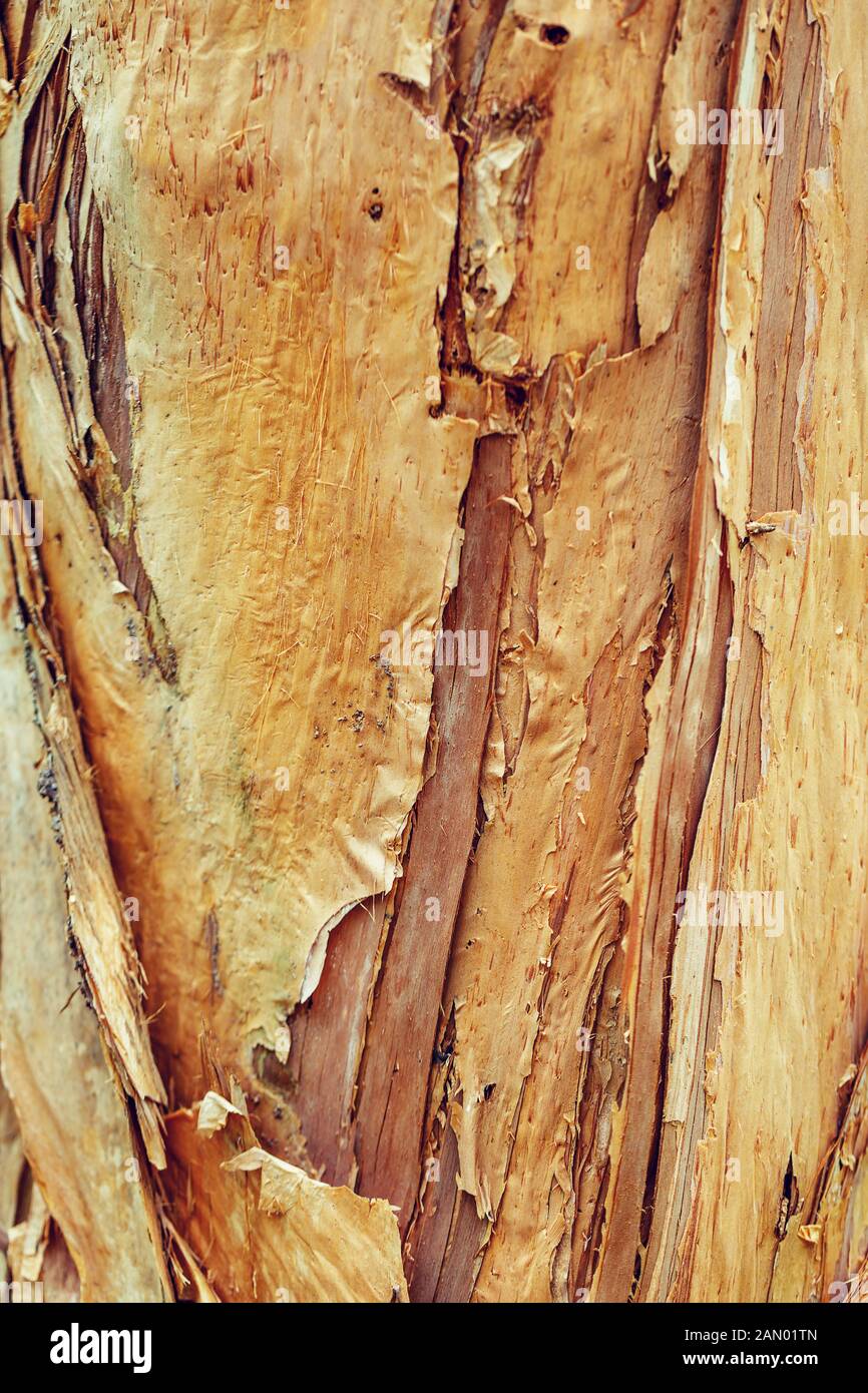 Baumstamm Textur Hintergrund, chemische Licht braune Rinde Stockfoto