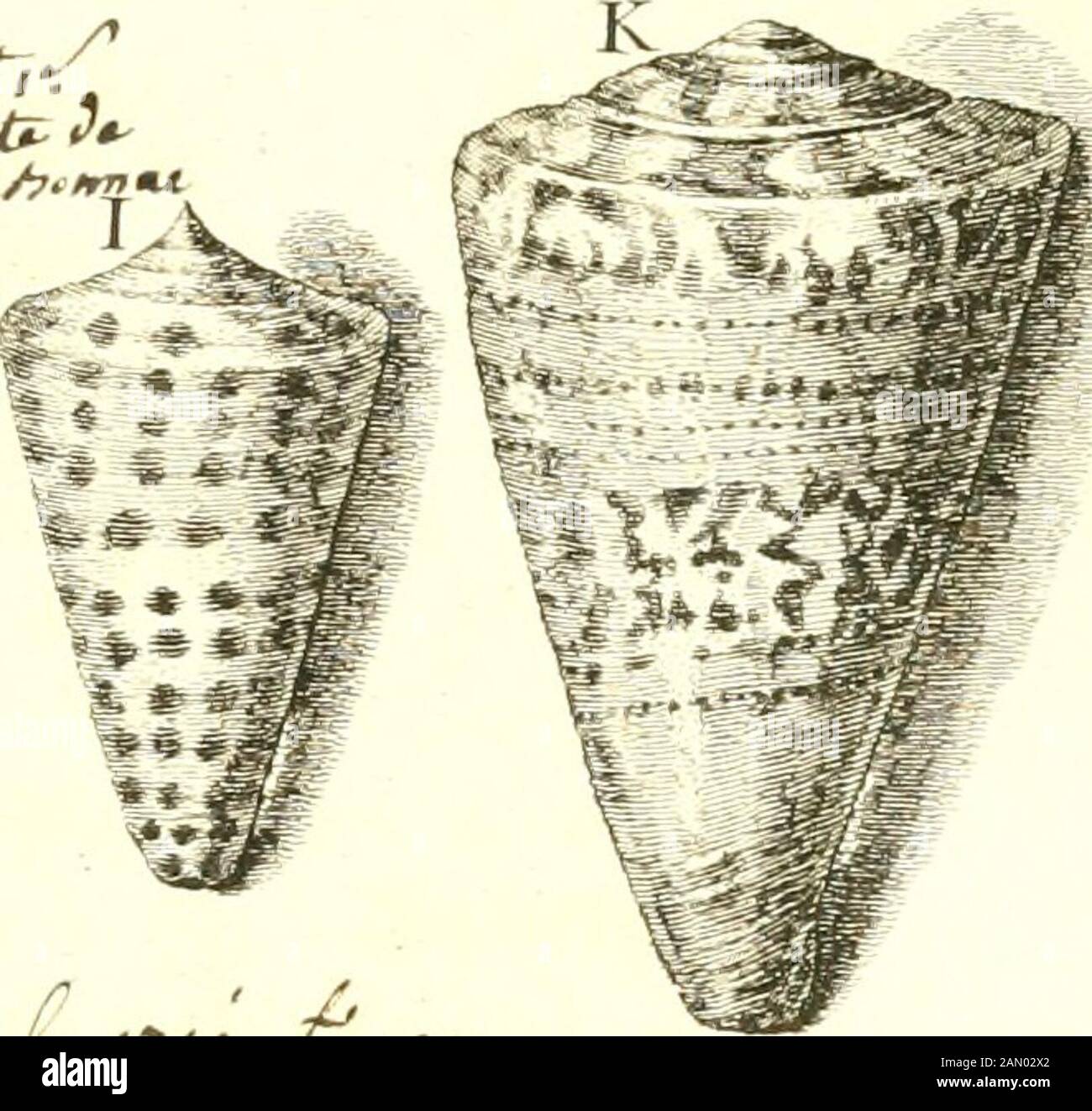 L'histoire naturelle éclaircie dans deux de ses parties principales, la lithologie et la conchyliologie : dont l'une traite des pierres et l'autre des coquillages : ouvrage dans lequel on trouve une méthode & une notice critique des principaux auteurs quel ont sur maéres: Enrichi de figures dessinées d'après nature. UJ Stockfoto