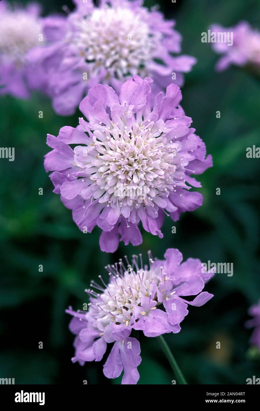 SCABIOSA KOLUMBARIEN "BUTTERFLY BLUE" (mehrjährige Pflanze des Jahres 2000) Stockfoto