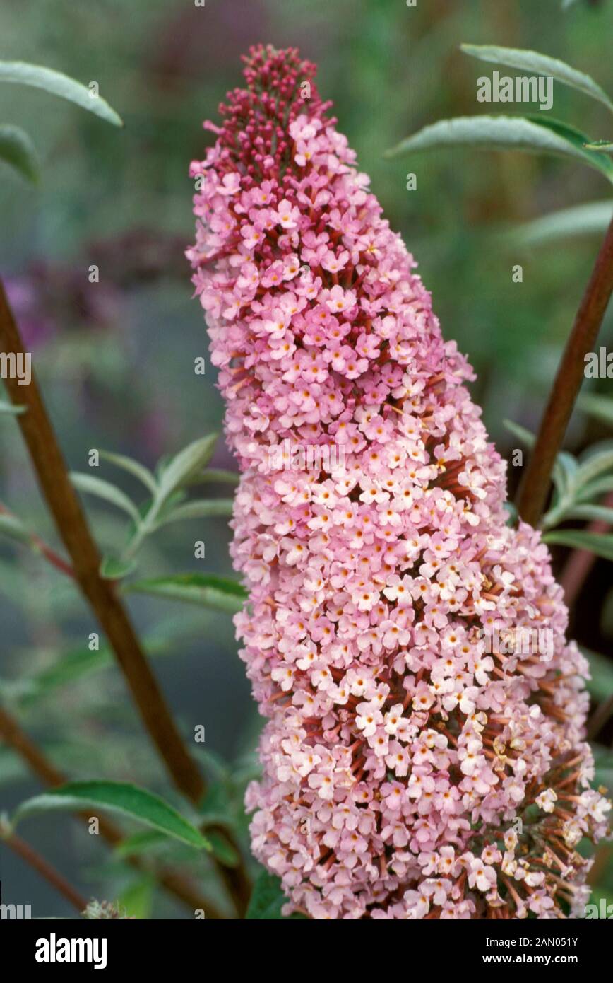 SOMMERFLIEDER DAVIDII PINK DELIGHT SCHMETTERLINGSSTRAUCH Stockfoto