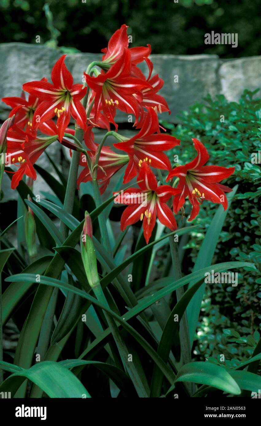 HIPPEASTRUM X JOHNSONII Stockfoto