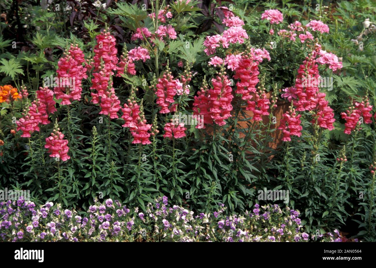 Antirrhinum Majus Winterhart
