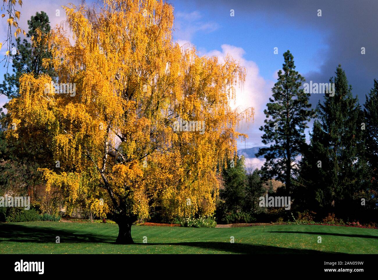 BETULA PENDEL DALECARLICA Stockfoto