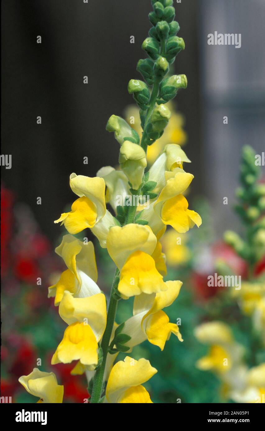 ANTIRRHINUM MAJUS KRONE GELB Stockfoto