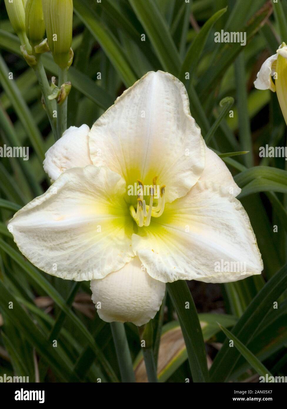 HEMEROCALLIS WHITE HOT Stockfoto