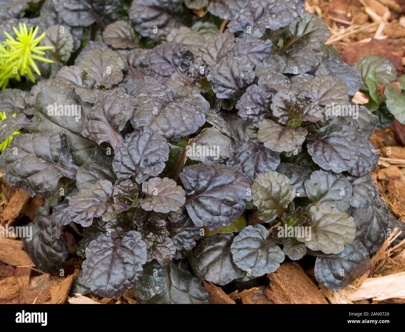 AJUGA SCHWARZ JAKOBSMUSCHEL Stockfoto