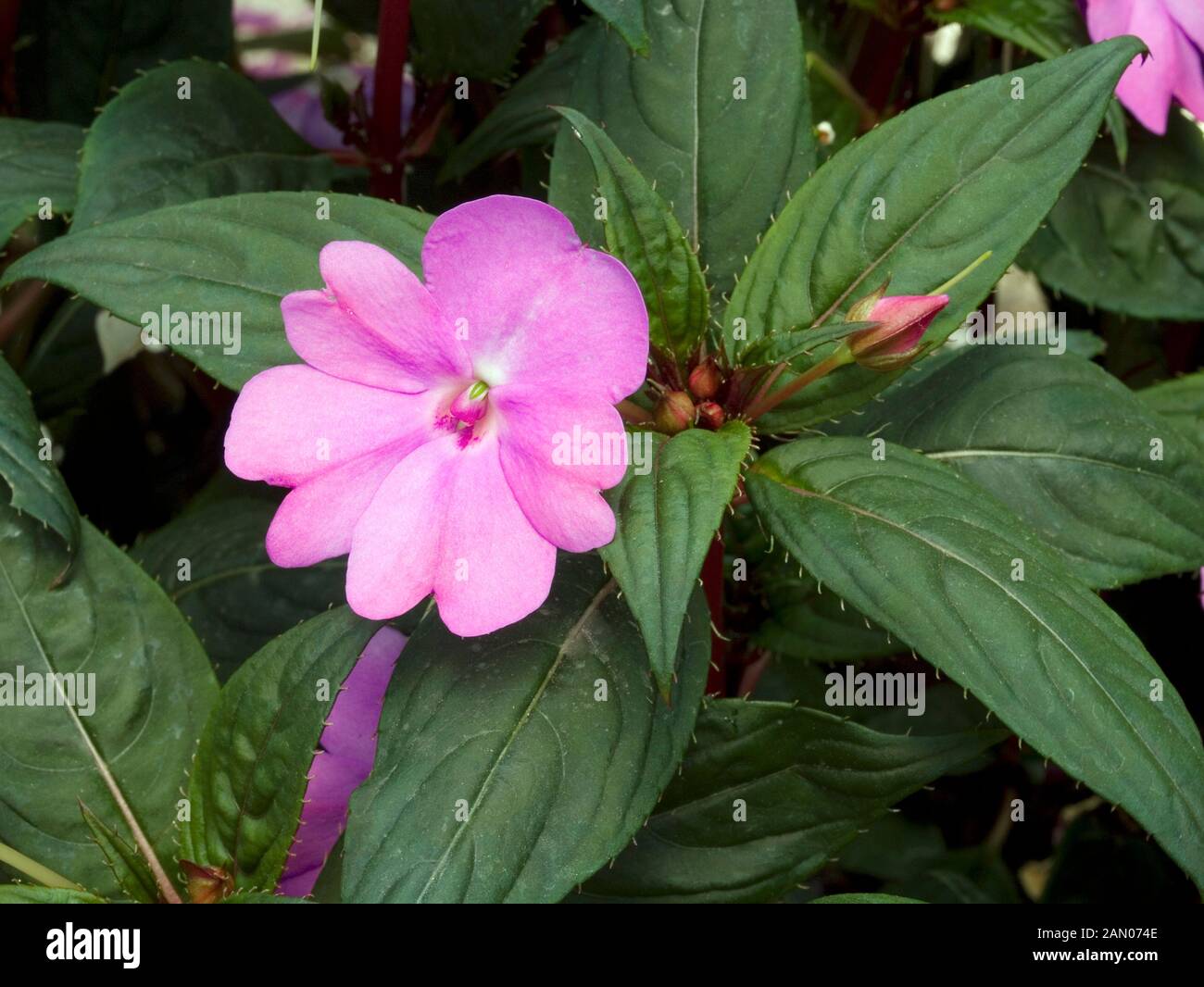 IMPATIENS NEU GUINEA SUNPATIENS KRÄFTIG LAVENDEL Stockfoto