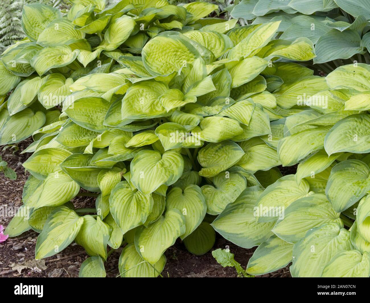 HOSTA 'SEPTEMBER SUN' Stockfoto