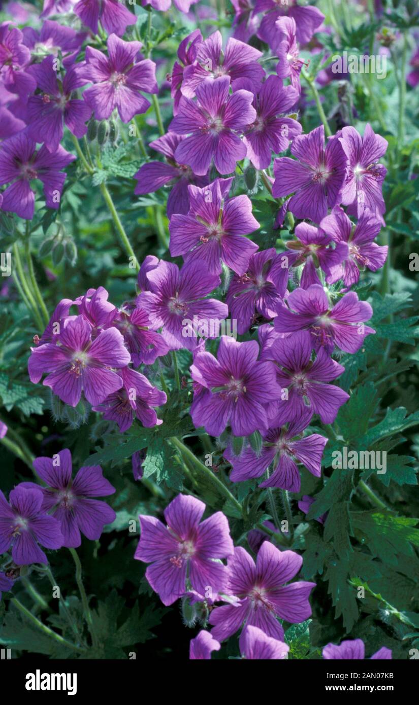 GERANIUM IBERICUM MASSE VON BLUMEN Stockfoto