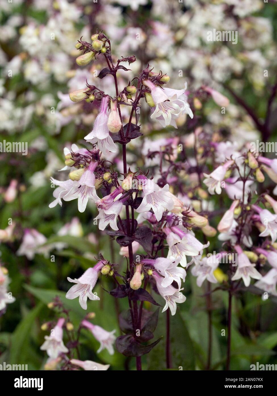 PENSTEMON 'DER HUSKER RED' Stockfoto