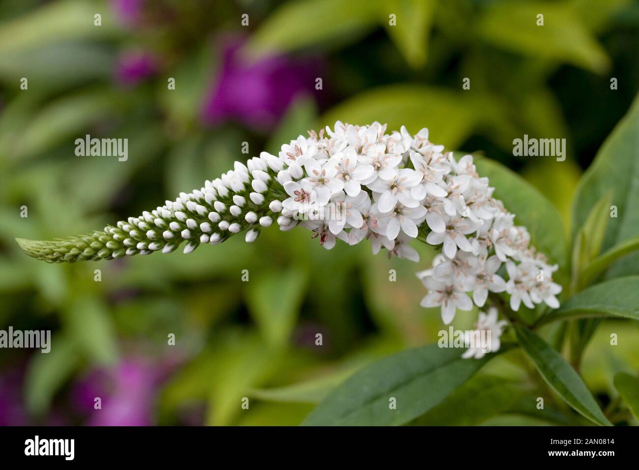 LYSIMACHIA CLETHROIDES Stockfoto