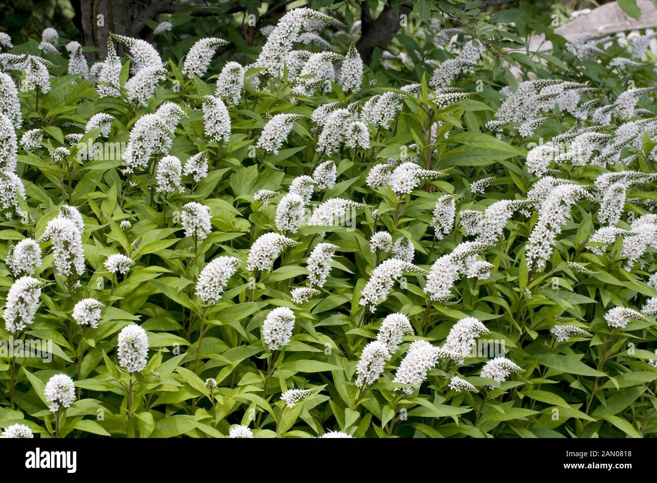 LYSIMACHIA CLETHROIDES Stockfoto