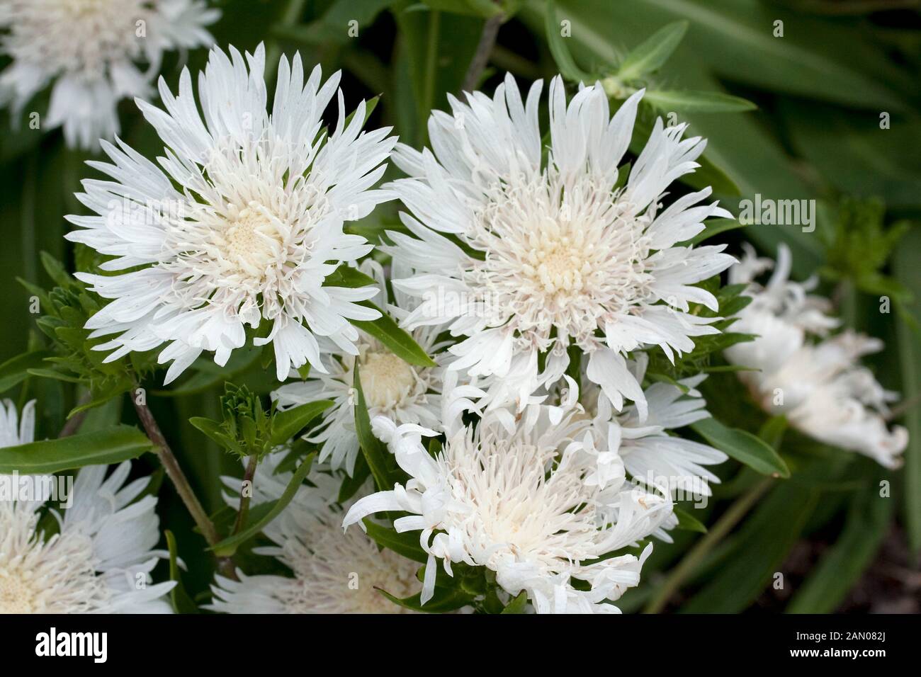 STOKESIA LAEVIS ALBA Stockfoto