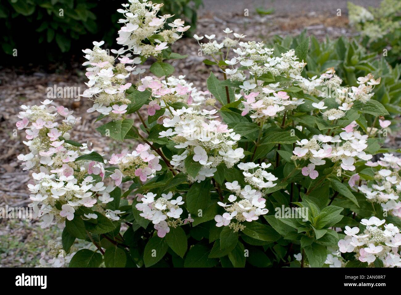 HYDRANGEA PANICULATA BULK SCHNELLES FEUER Stockfoto