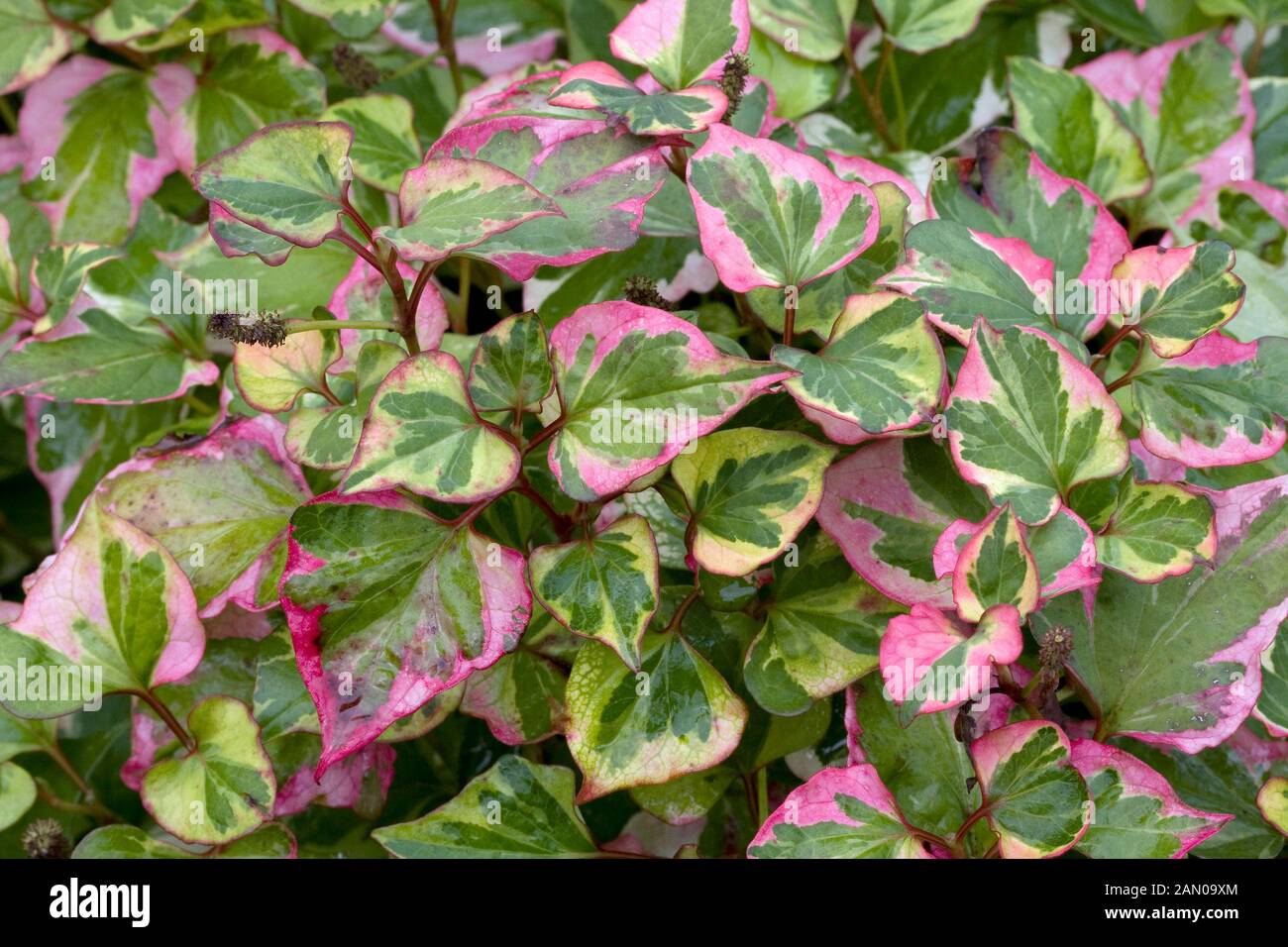 HOUTTUYNIA CORDATA CHAMÄLEON Stockfoto