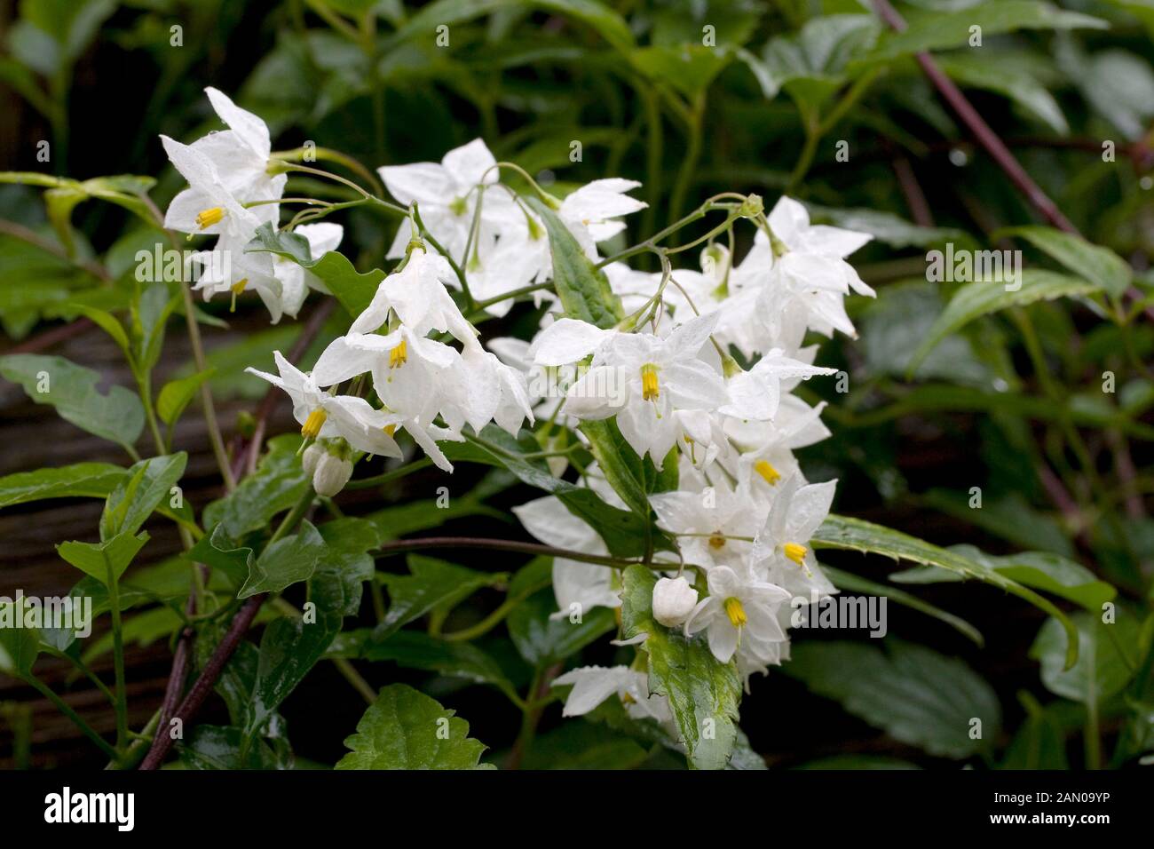 SOLANUM JASMINOIDES Stockfoto