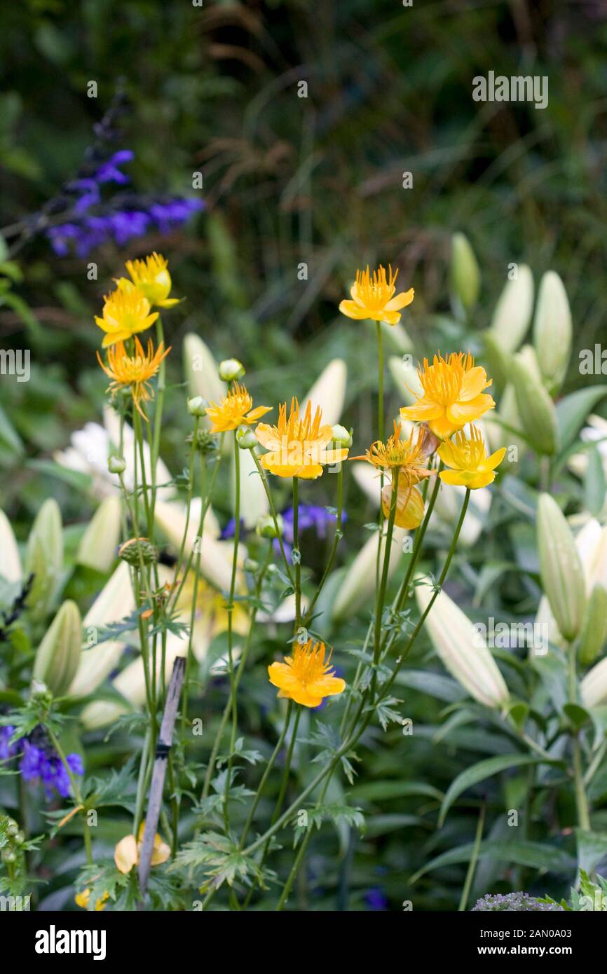 GELBE TROLLBLUME CHINENSIS Stockfoto