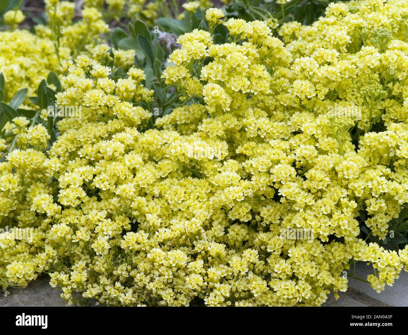 AURINIA INSELBOGENS Stockfoto