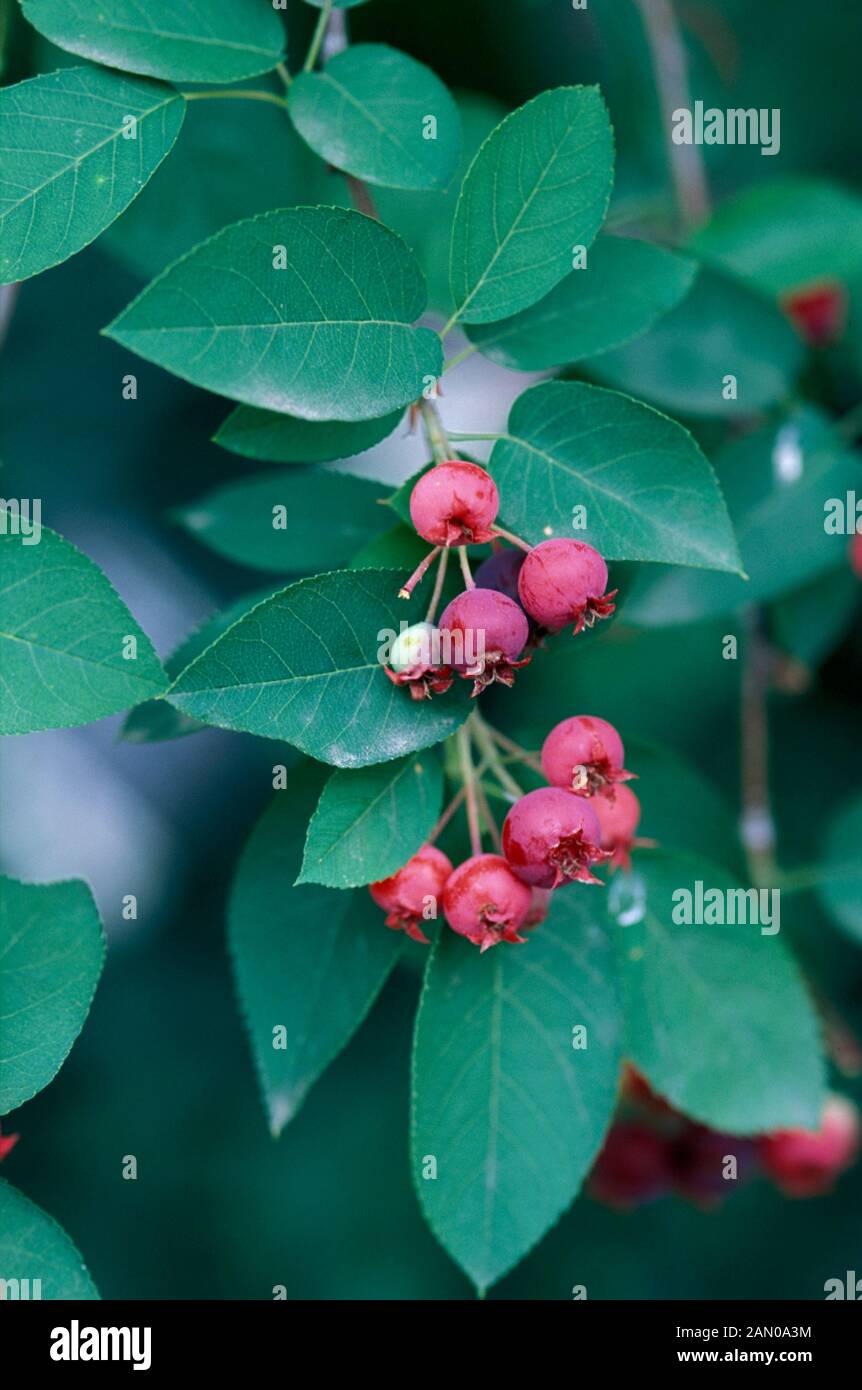 AMELANCHIER LAEVIS STRAUCH ROTE BEEREN Stockfoto