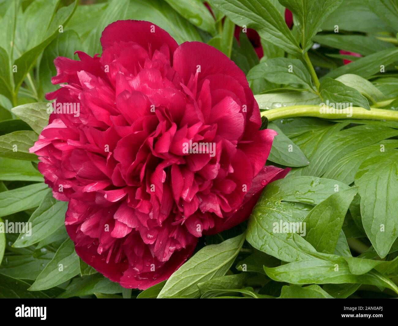 PAEONIA OFFICINALIS RUBRA PLENA Stockfotografie Alamy