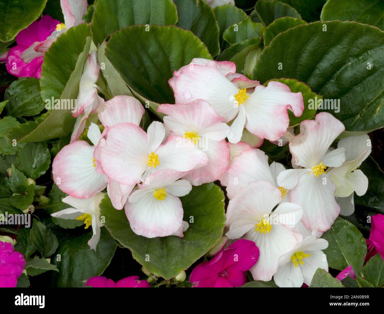 BEGONIE VOLUMIA STIEG BICOLOR Stockfoto