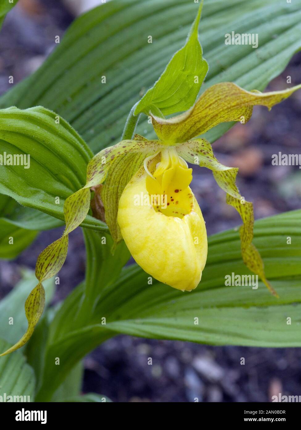 CYPRIPEDIUM PARVIFLORUM PUBESCENS Stockfoto