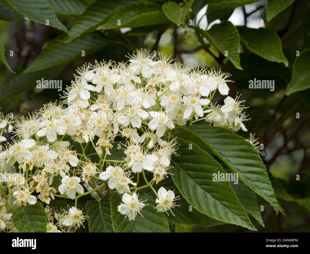 SORBUS ALNIFOLIA REDBIRD BLUMEN Stockfoto