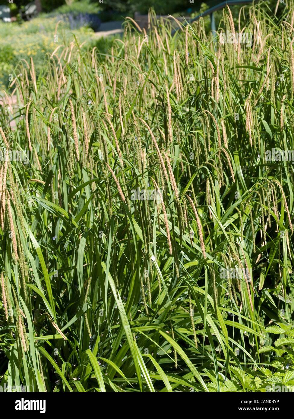 CAREX PENDEL Stockfoto