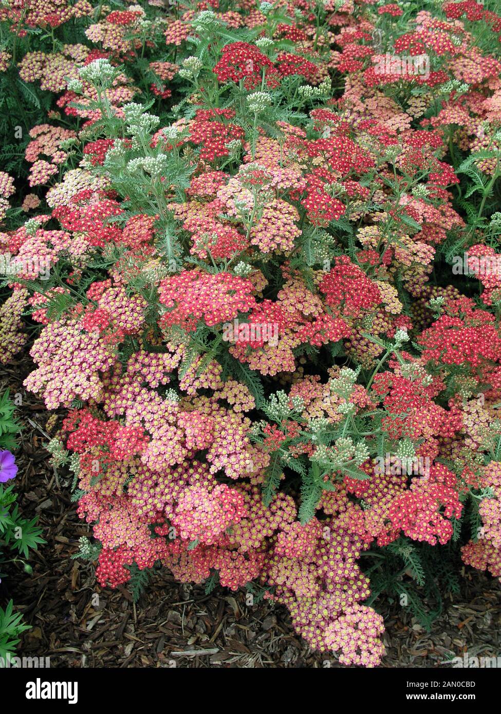 ACHILLEA MILLEFOLIUM PAPRIKA Stockfoto