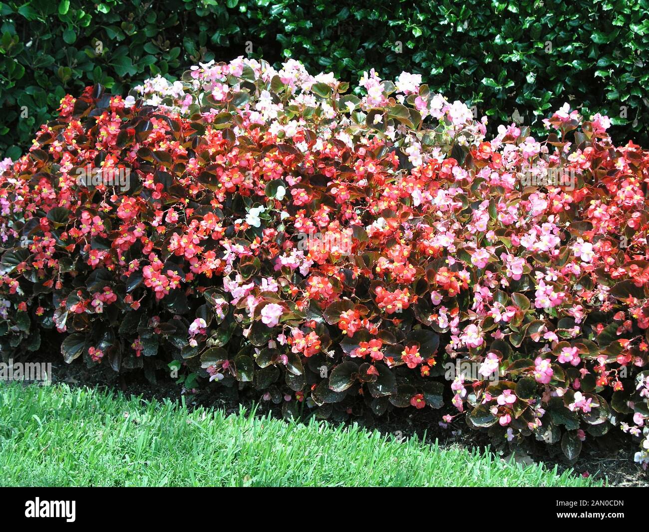 BEGONIA SEMPERFLORENS GEMISCHT (WACHS BEGONIA) Stockfoto