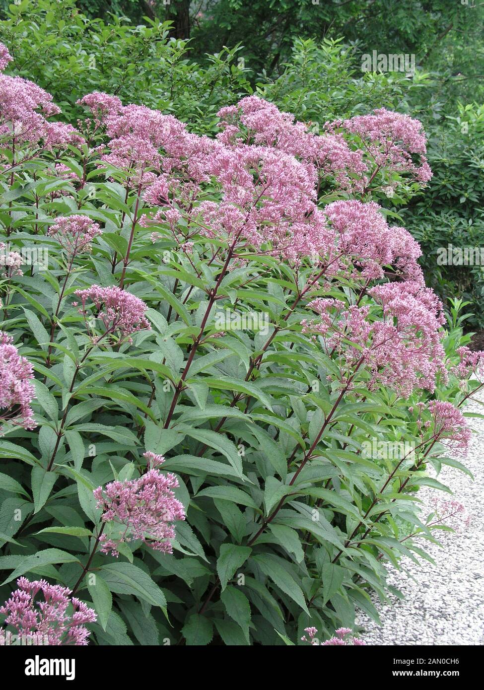 EUPATORIUM PURPUREUM ATROPURPUREUM (JOE PYE WEED Stockfotografie Alamy