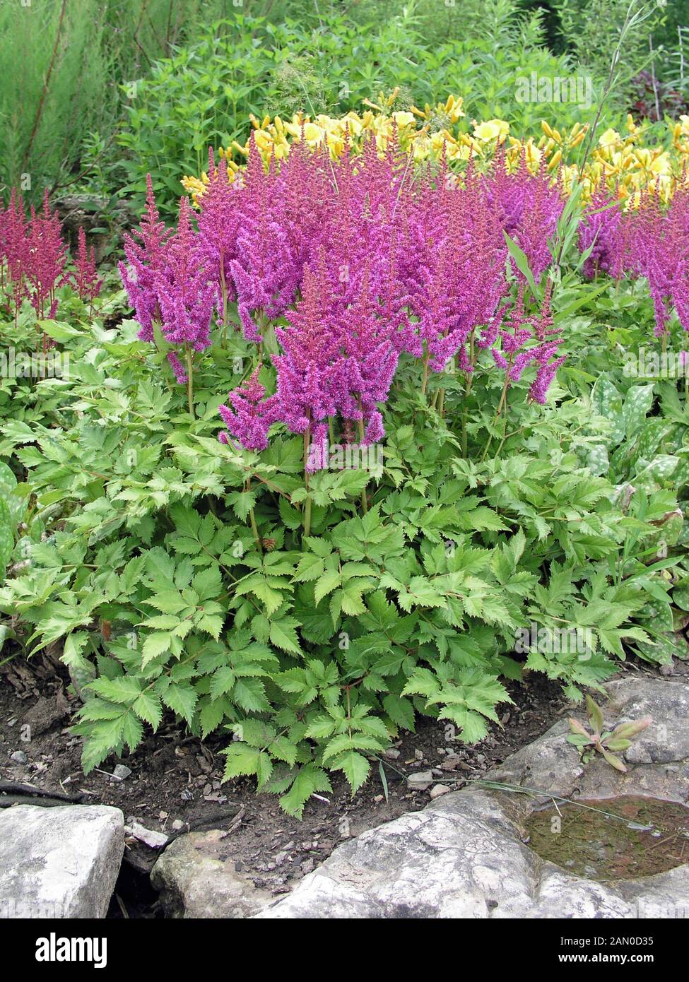 ASTILBE TAQUETTI SUPERBA Stockfoto