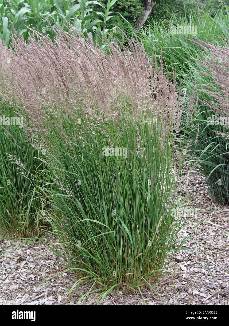 CALAMAGROSTIS ACUTIFLORA KARL FOERSTER Stockfoto