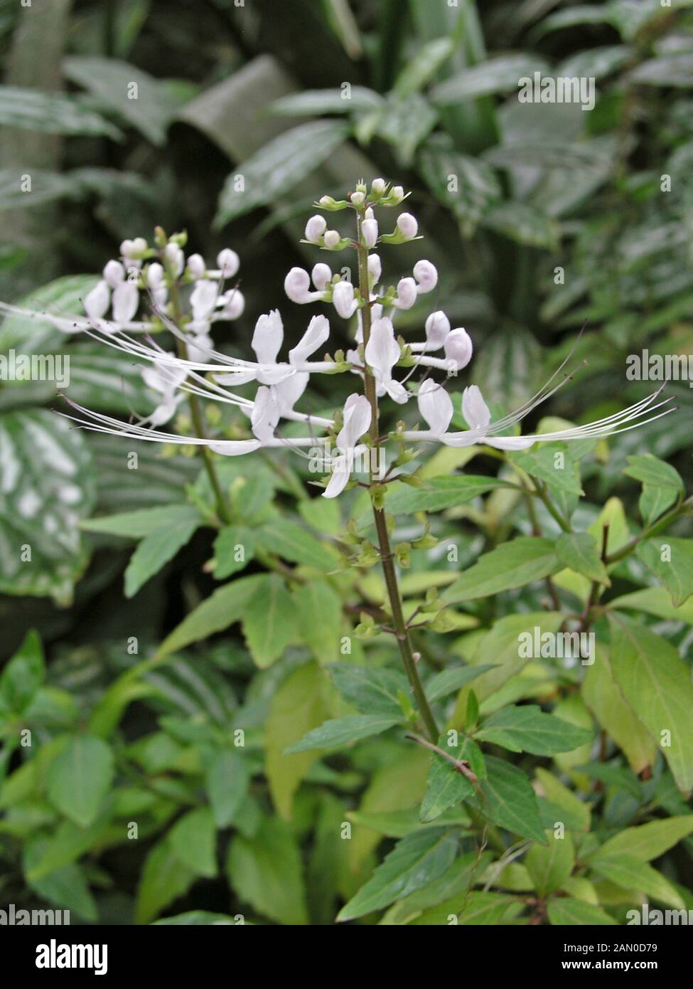 ORTHOSIPHON STAMINEUS (JAVA TEE) Stockfoto