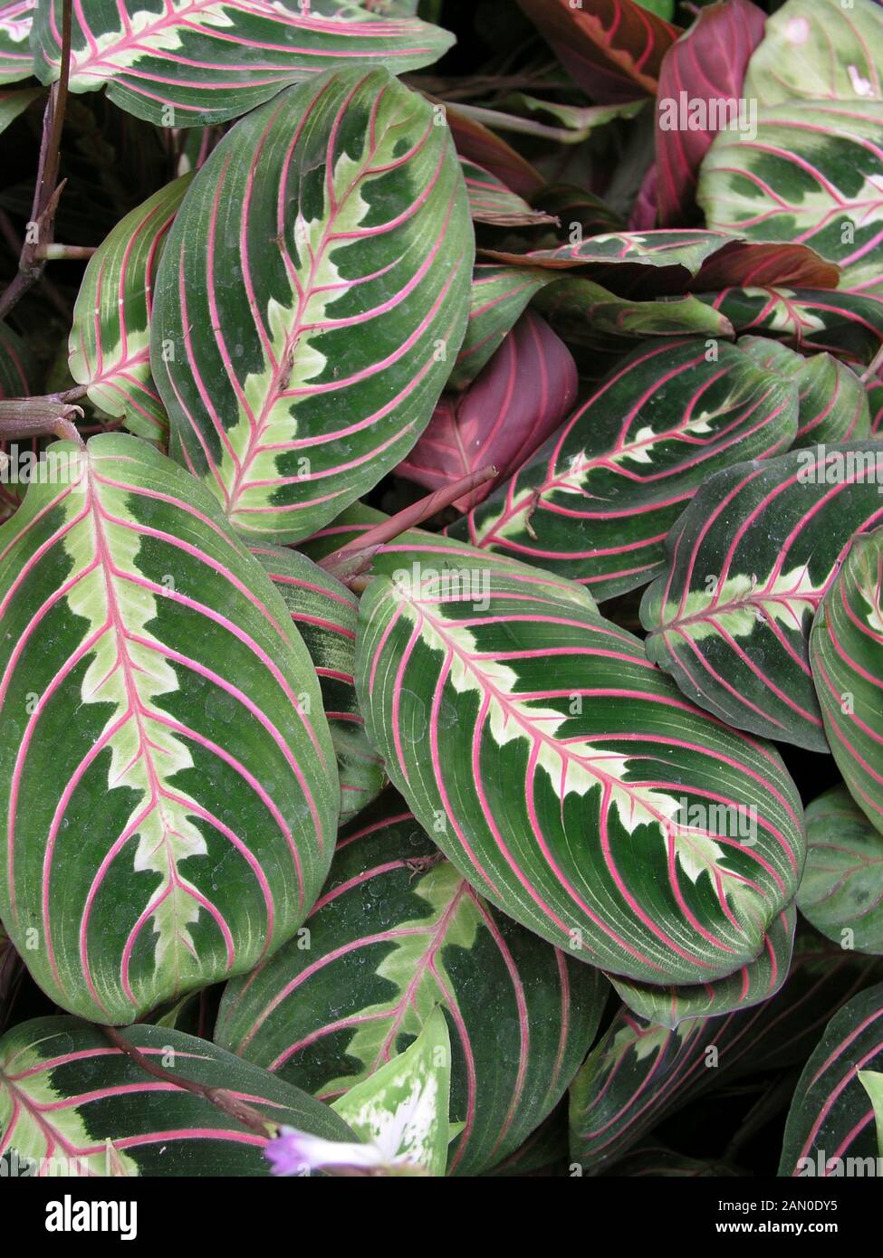 Maranta maranta -Fotos und -Bildmaterial in hoher Auflösung – Alamy