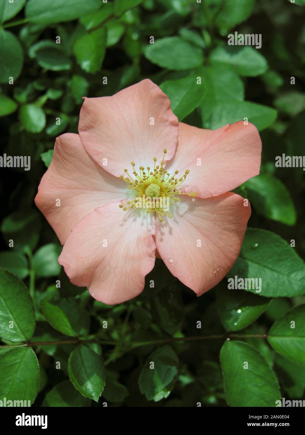 ROSA BLUME TEPPICH CORAL Stockfoto