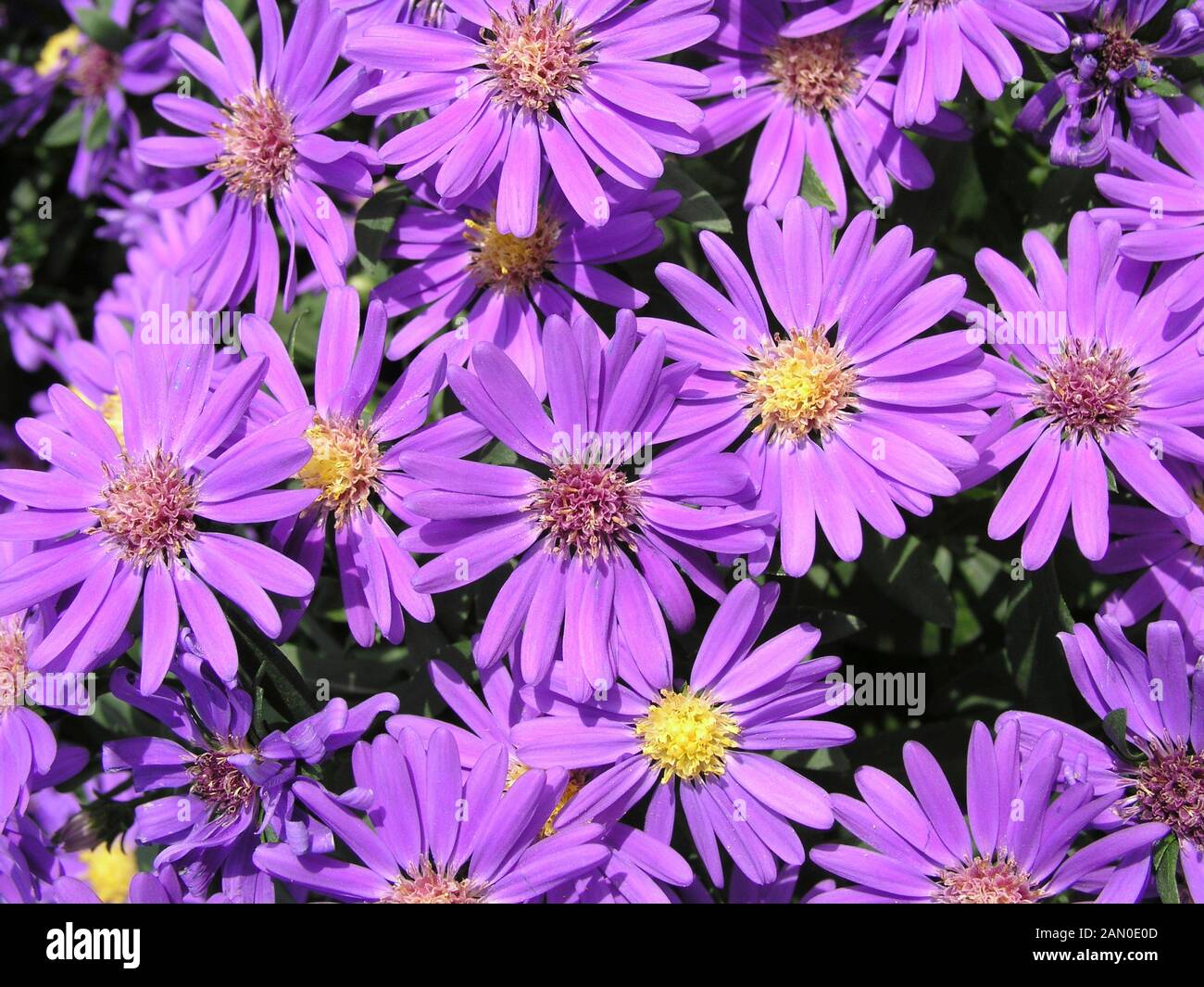 ASTER NOVI-BELGII JUDITH Stockfoto