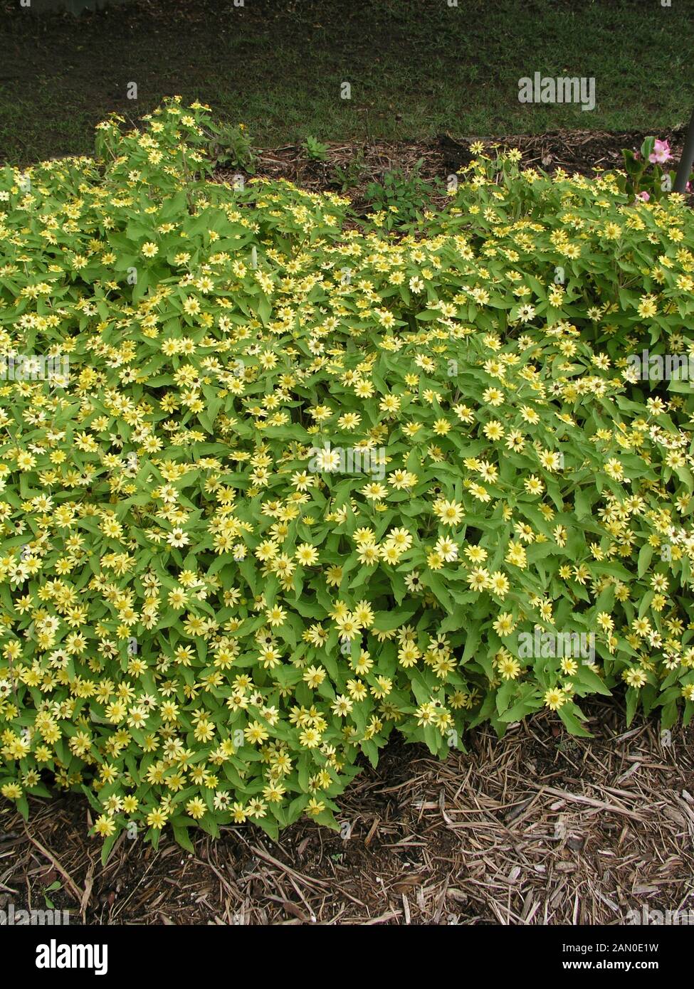 MELAMPODIUM PALUDOSUM ZITRONE DELIGHT Stockfoto