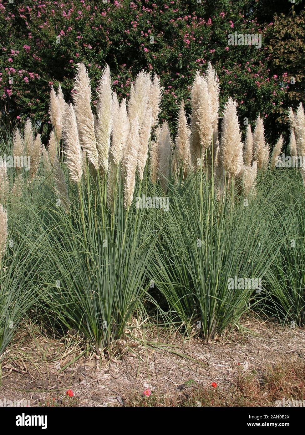 CORTADERIA SELLOANA PUMILA Stockfoto