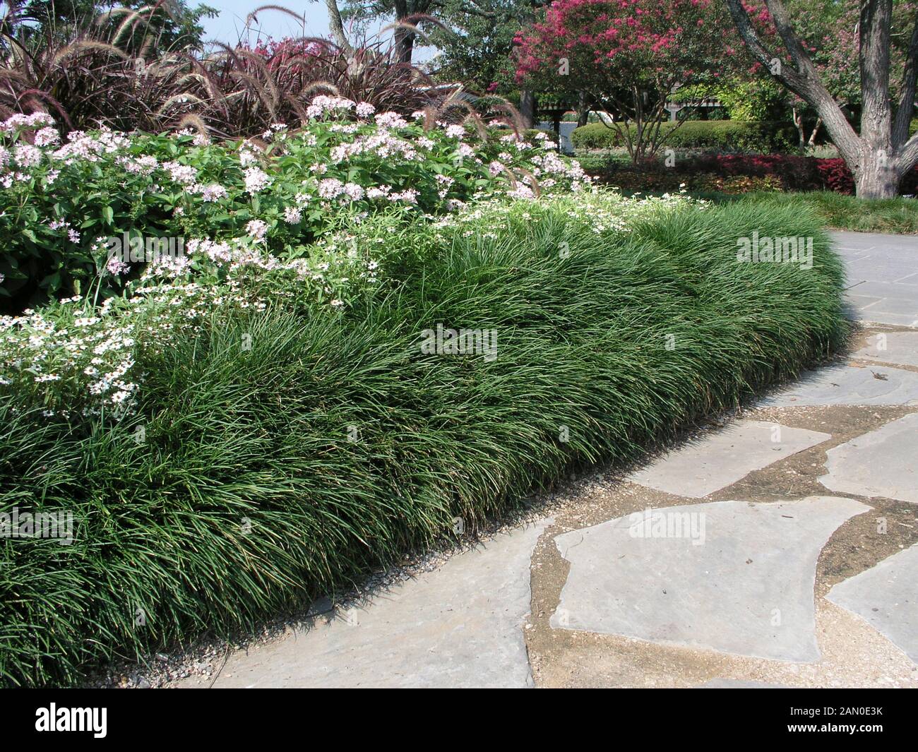 OPHIOPOGON JAPONICUS Stockfoto