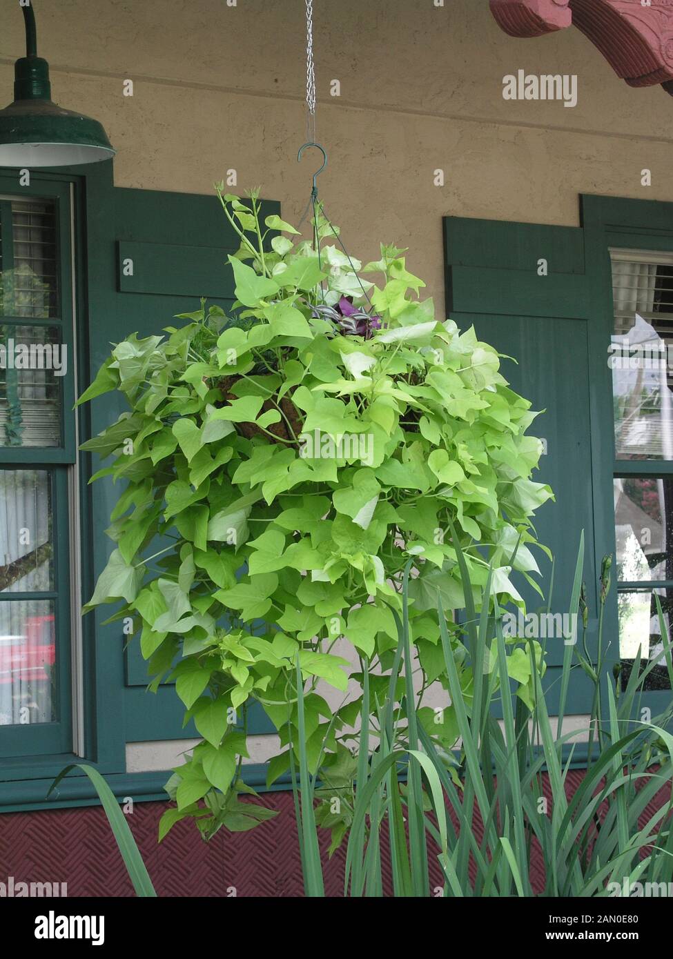 IPOMOEA MARGARITA HÄNGENDEN KORB Stockfoto