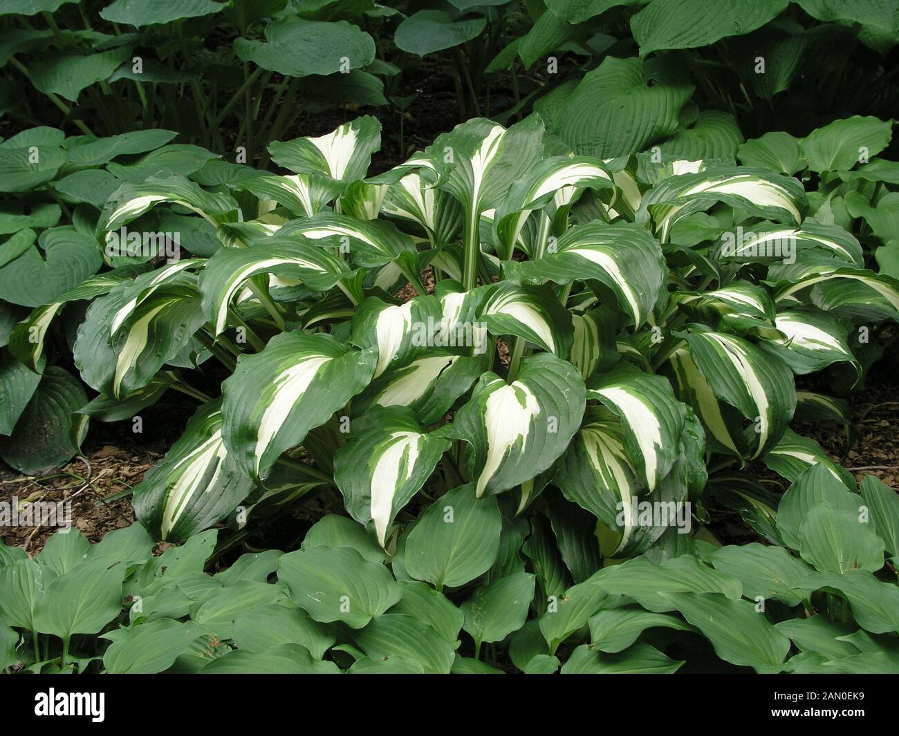 HOSTA MIDDLE RIDGE Stockfoto