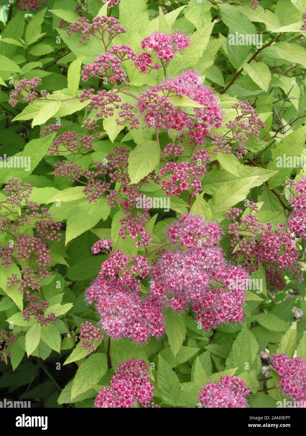 SPIRAEA JAPONICA GOLDFLAME Stockfoto