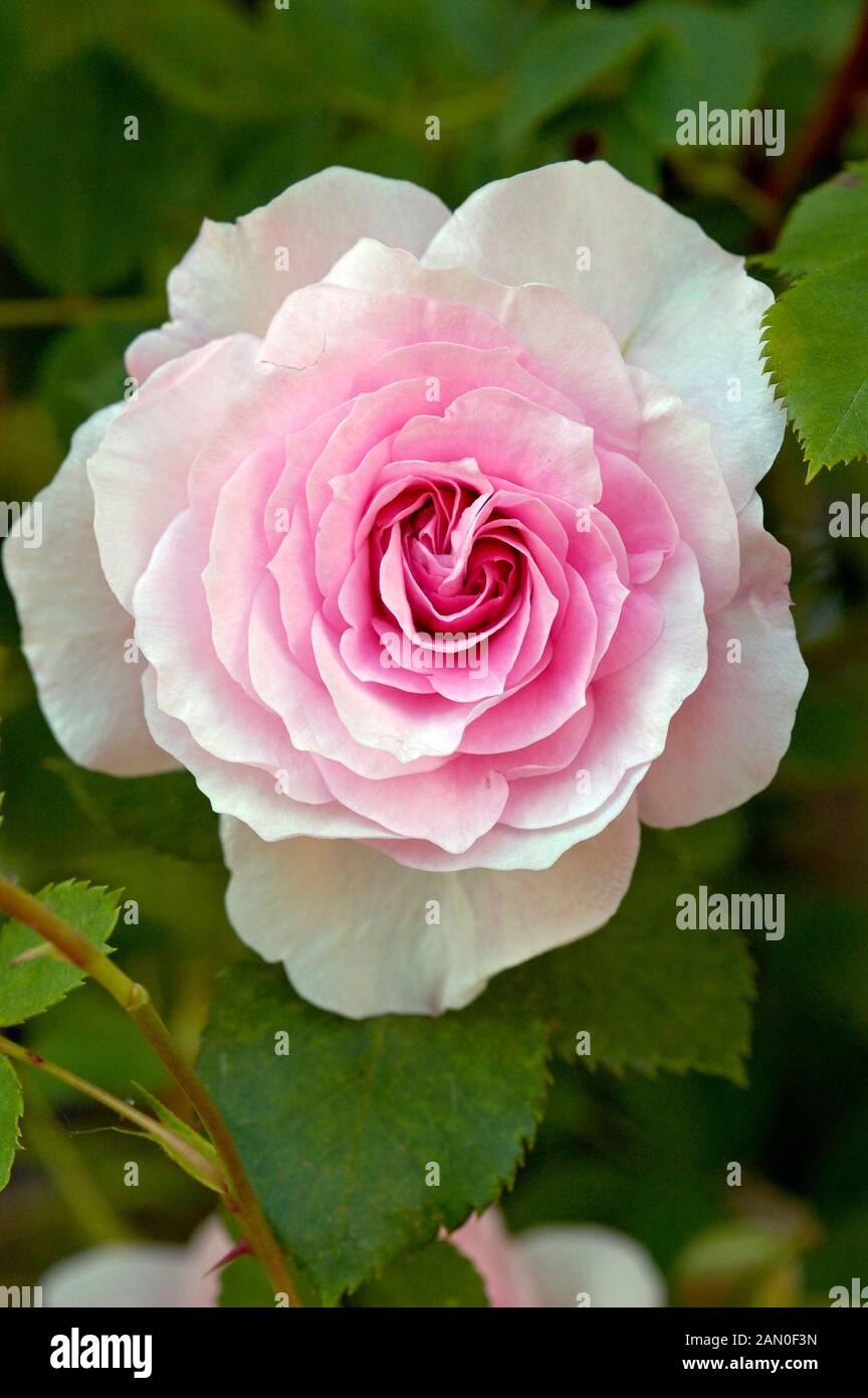 ROSA MORDEN BLUSH Stockfoto