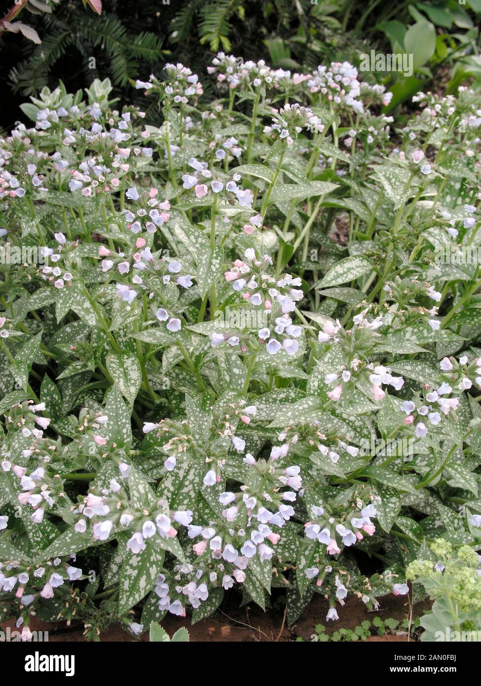 PULMONARIA SACCHARATA ROY DAVIDSON Stockfoto